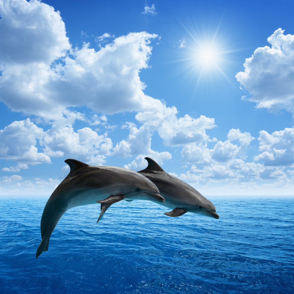Quão inteligentes são os golfinhos?