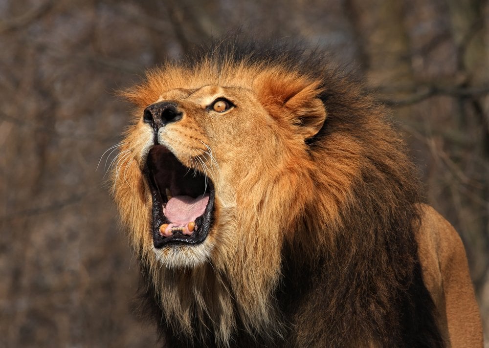 How loud is a lion's roar? And 4 other lion facts, Stories