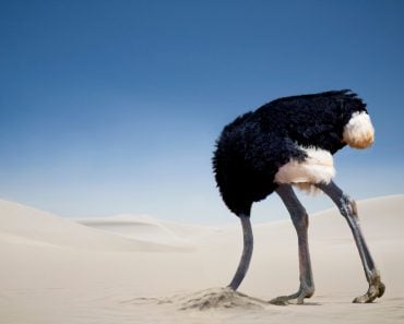 Ostrich burying head in the sand, Tsavo East National Park, Kenya, Africa(Altrendo Images)s