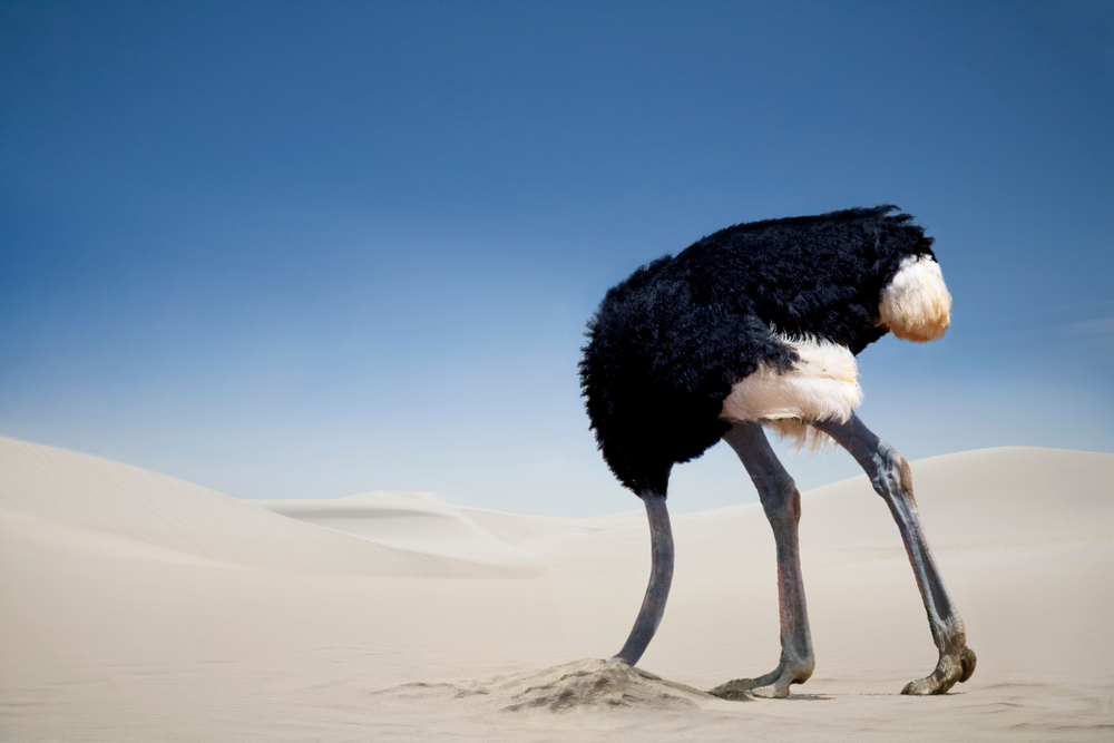 Ostrich burying head in the sand, Tsavo East National Park, Kenya, Africa(Altrendo Images)s