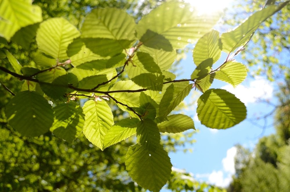 Sol através de folhas