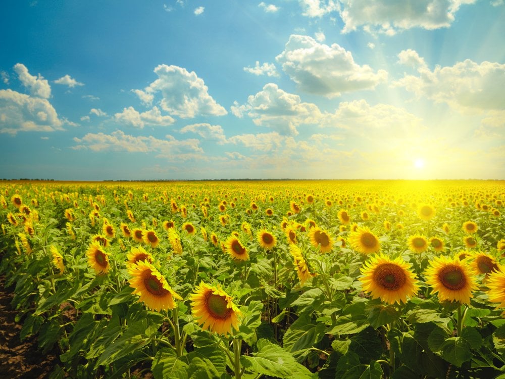 Why Do Sunflowers Always Face The Sun? » Science ABC
