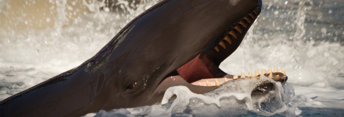 Whale