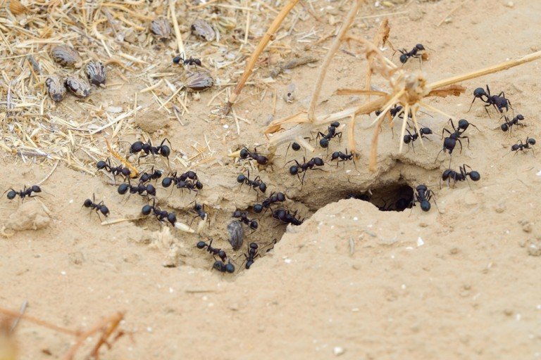 How Do Ants Organize Their Colonies?
