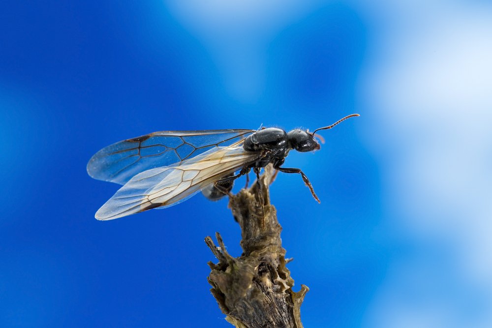 Créditos: InsectWorld