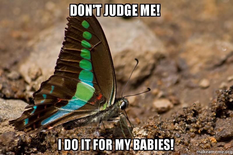 Do Butterflies Taste With Their Feet?