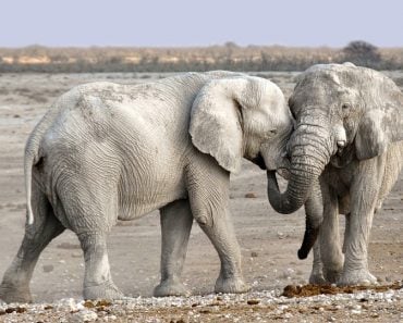 elephants playing