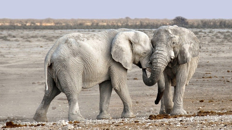 Fact or Fiction?: Elephants Never Forget