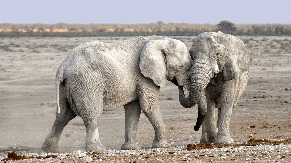 elephants playing