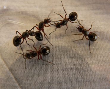 ants group