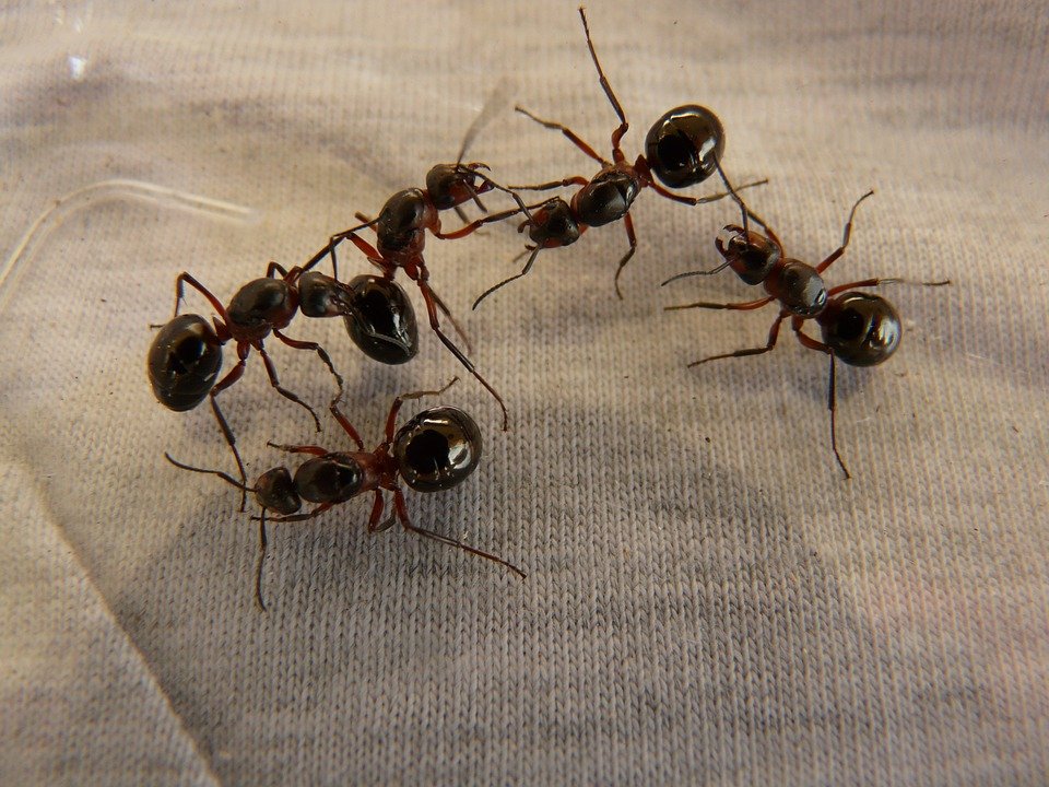 ants group