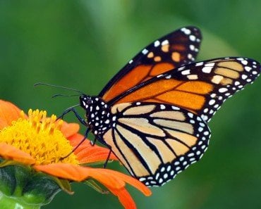 How Do Butterflies Taste And Eat Their Food?