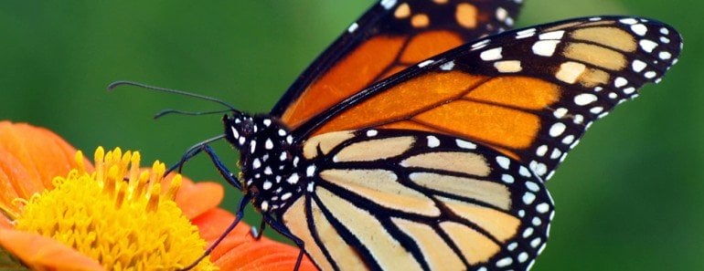 How Do Butterflies Taste And Eat Their Food?