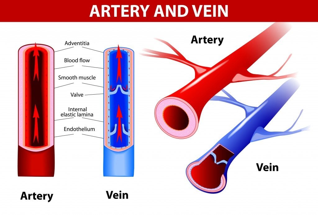 Why Is Blood Taken From Veins and Not Arteries? » Science ABC