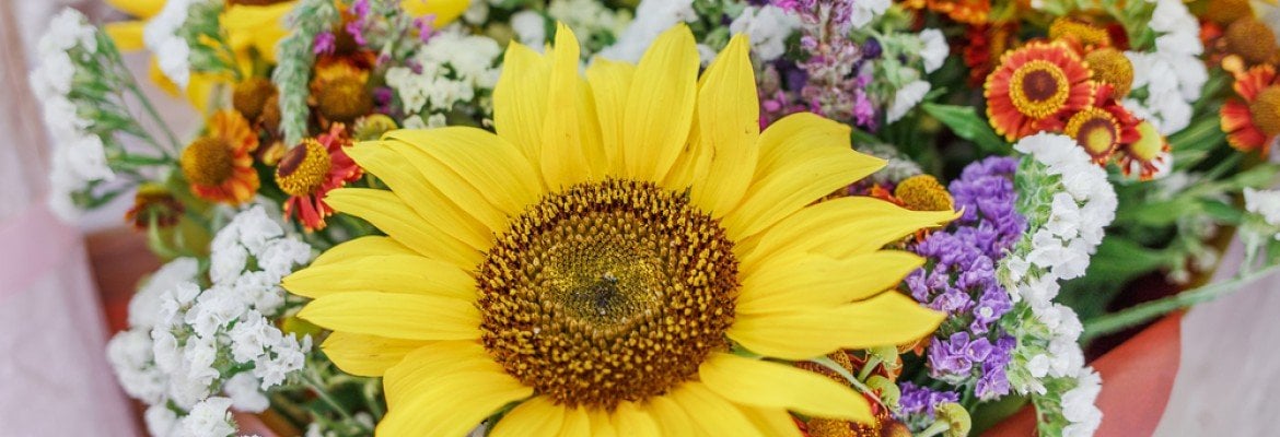 What Makes Flowers So Colorful?
