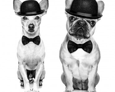 Do Animals Laugh?
