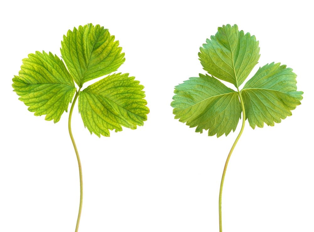 Clorose em folha de morango Crédito: Alena Brozova / shutterstock