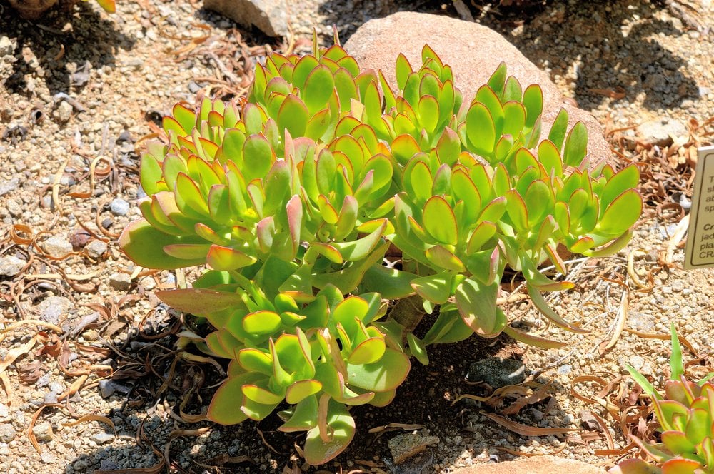 Folhas espessas, suculentas da planta de Jade que têm menor concentração de clorofila. Daí a luz verde sombra. Crédito: Grobbler du Preez / shutterstock