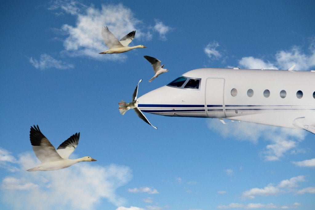 O que realmente acontece quando um pássaro atinge um avião? O que realmente acontece quando um pássaro atinge um avião?