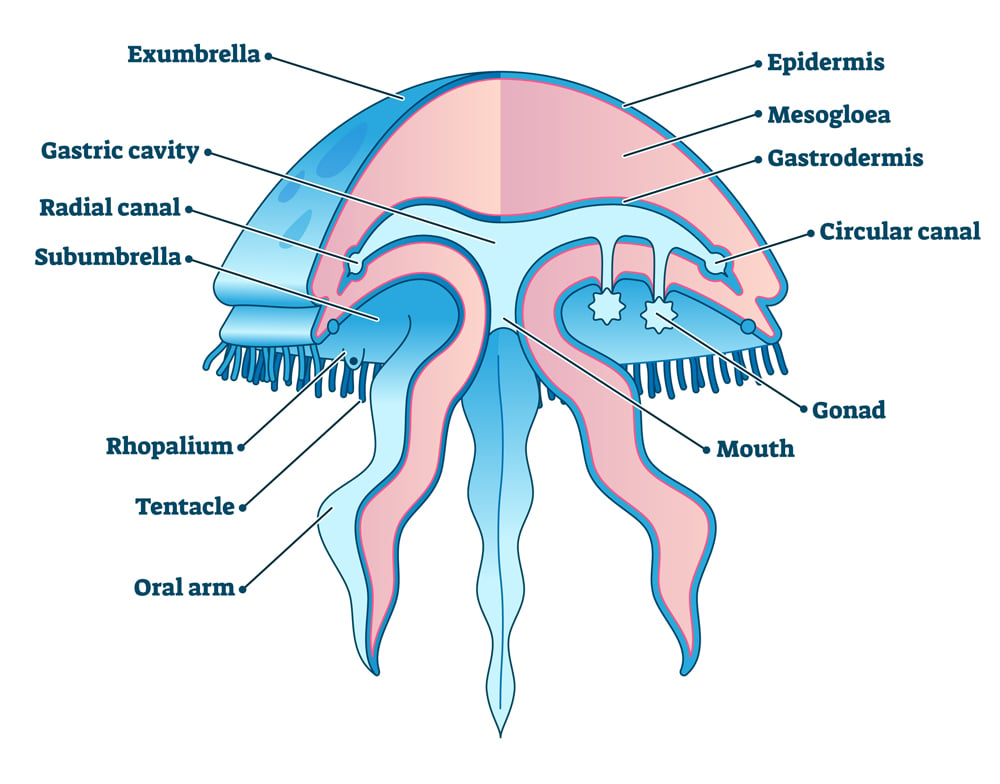 Ilustración vectorial de diagrama educativo de medusa, exploración de la vida marina subacuática(VectorMine)s