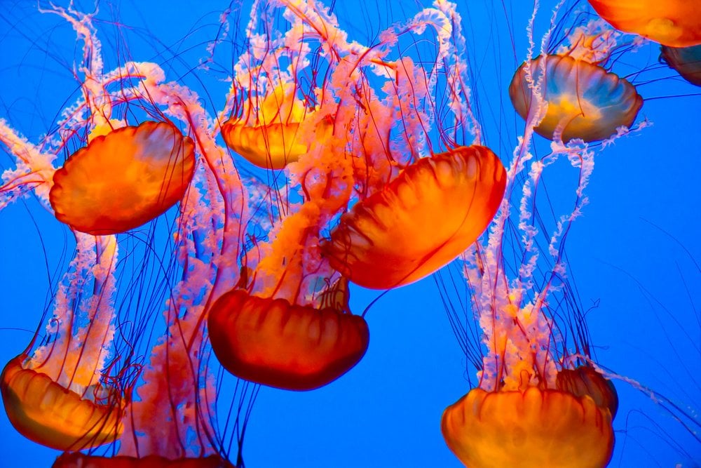 Do Jellyfish Have Brains? How Do They Function Without A Heart Or Brain?