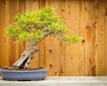 bonsai tree