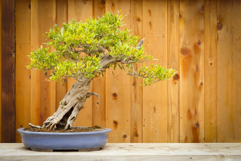 bonsai tree