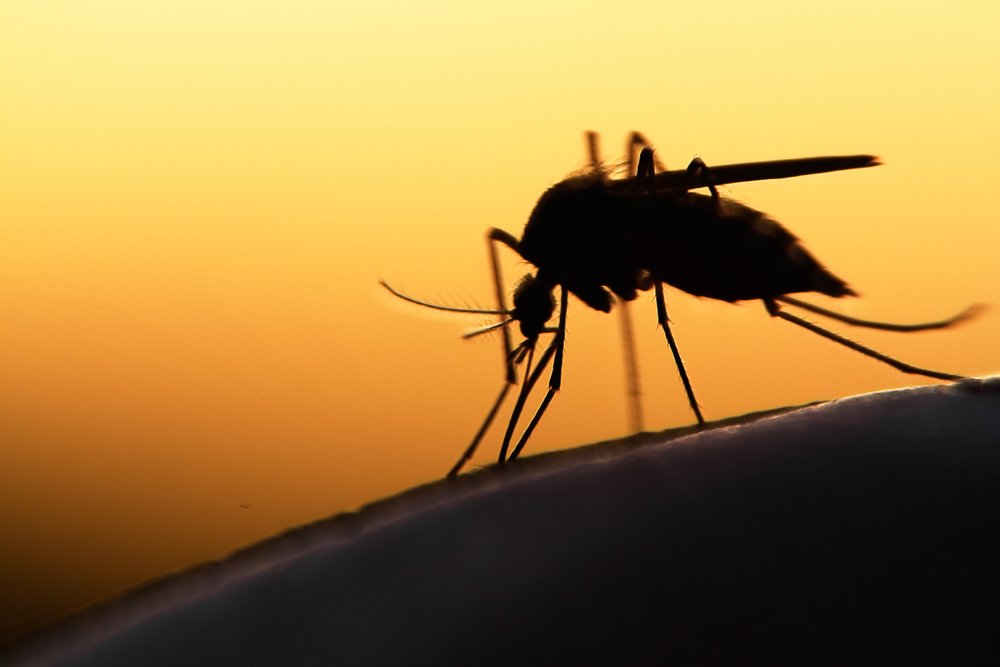 mosquito 2