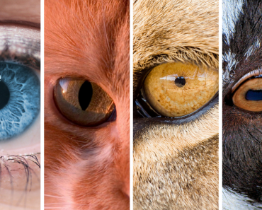 Is There an Evolutionary Advantage to Different Shapes of Eye Pupils?