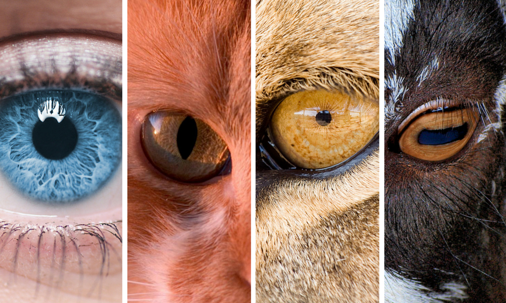 Is There An Evolutionary Advantage To Different Shapes Of Eye Pupils? »  Science ABC