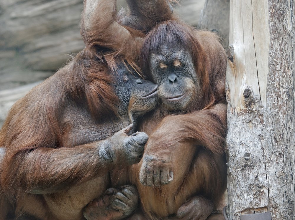 Evolution kissing