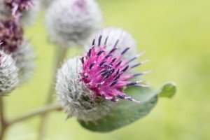 The plant that inspired Velcro (Credit: Arta Fotografica/Shutterstock)
