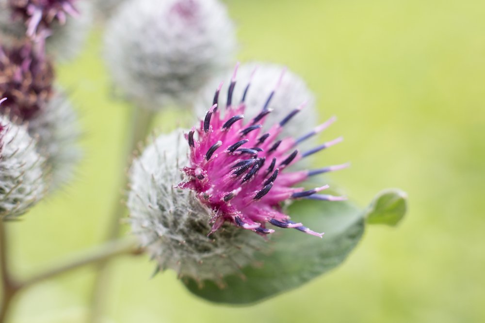A fábrica que inspirou Velcro (Crédito: Arta Fotografica / Shutterstock)