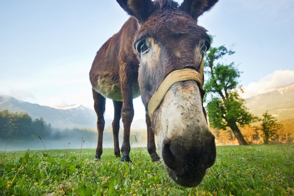 How do animals communicate scienceabc