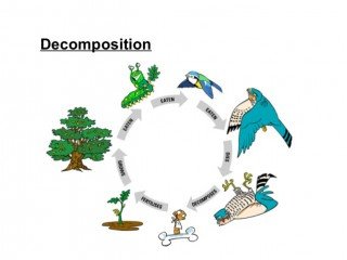 decompose scienceabc decomposition