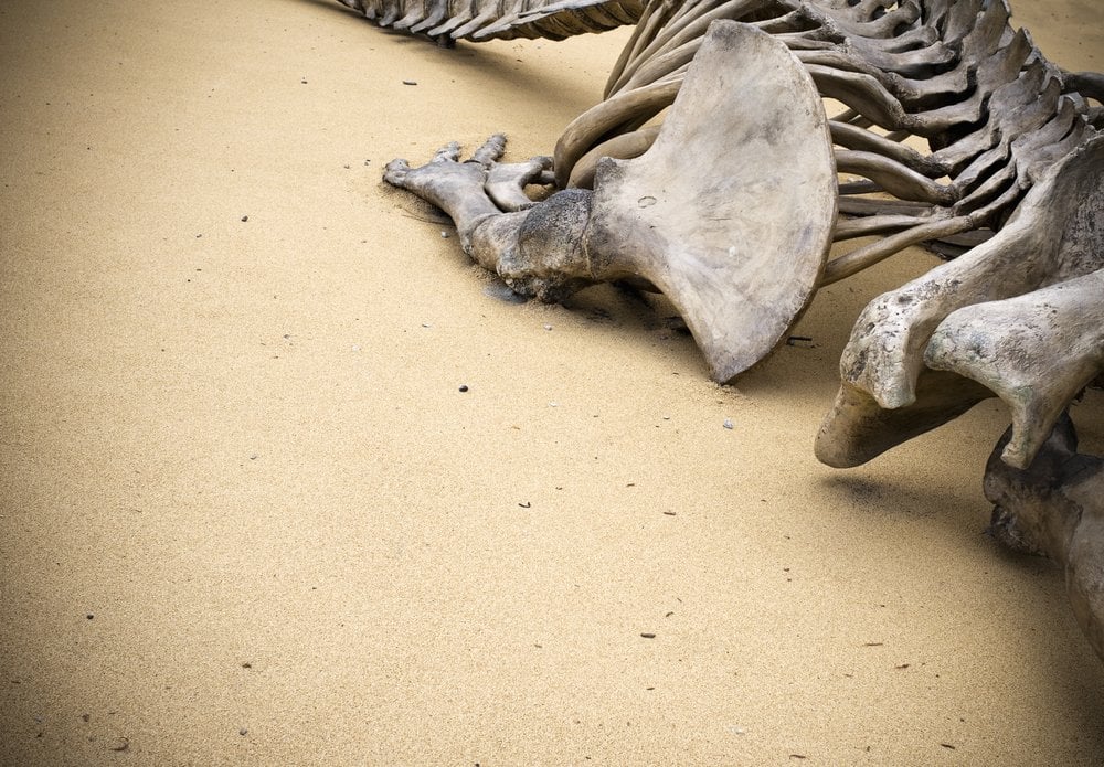 fossilized bones