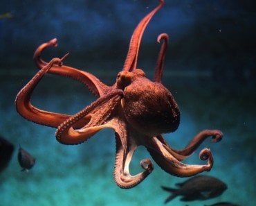 Octopus