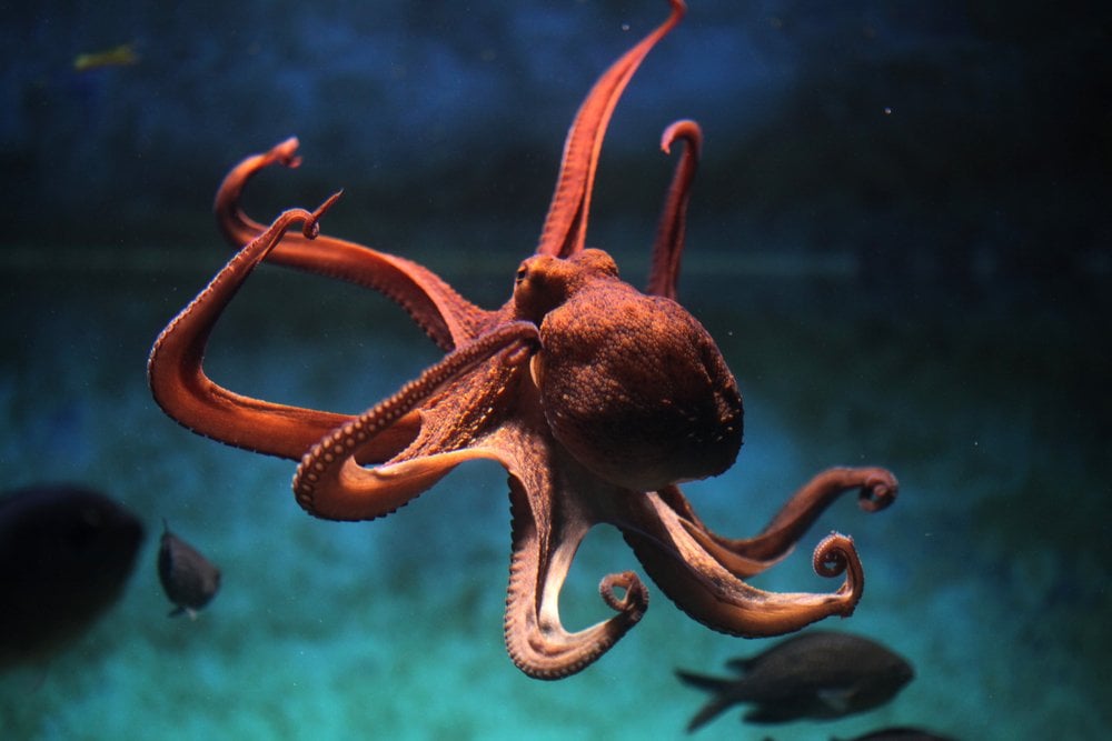 how many hearts does an octopus have how many hearts does an octopus have