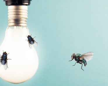 Why Are Bugs Attracted To Light?