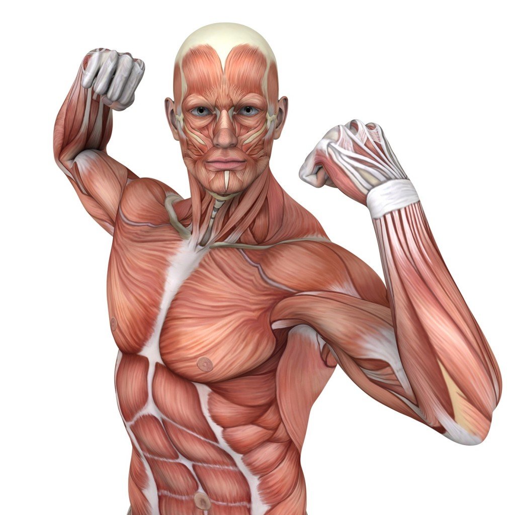 What Is Fascia? ยป ScienceABC Biology Diagrams