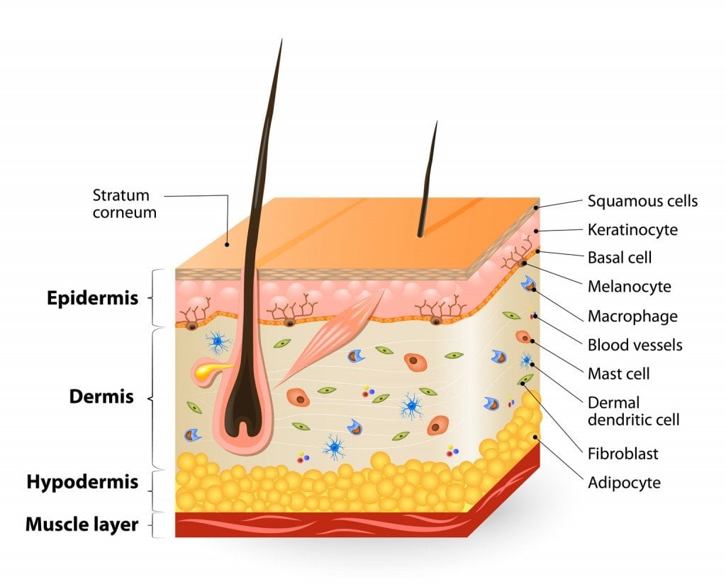 Does Stress Cause Grey Hair Science ABC