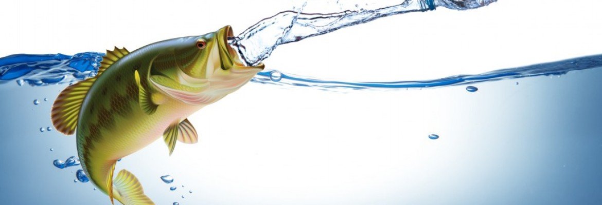 Do Fish Get Thirsty?