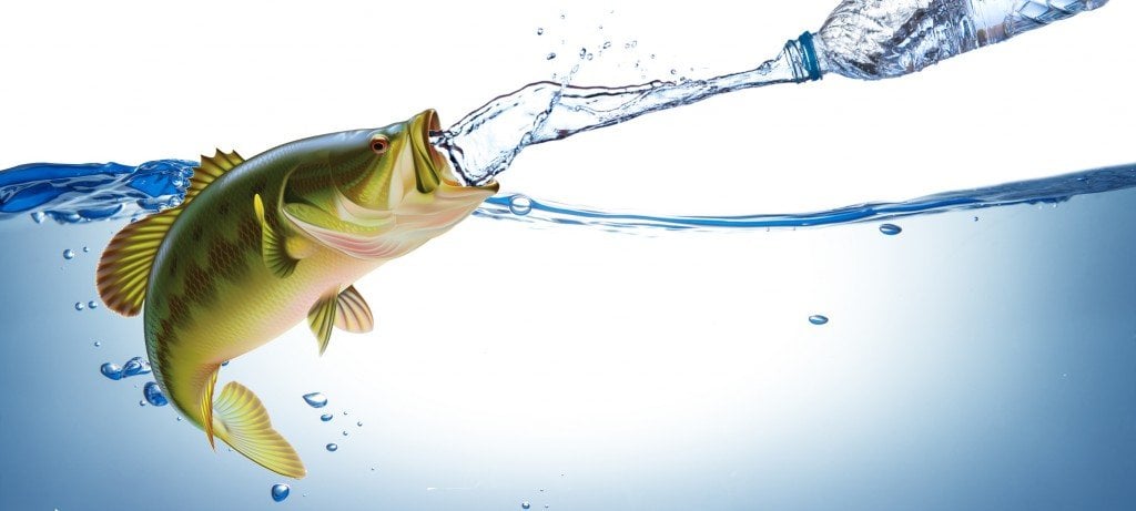 Do Fish Get Thirsty Unique Fish Photo