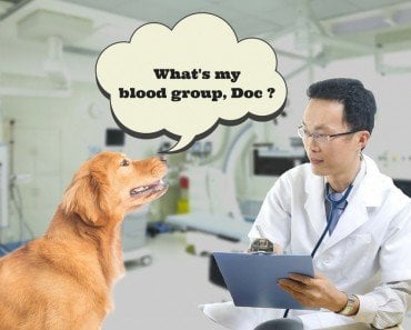 In Case of A Mishap, Can Your Pet's Blood Be Donated To Another Animal?