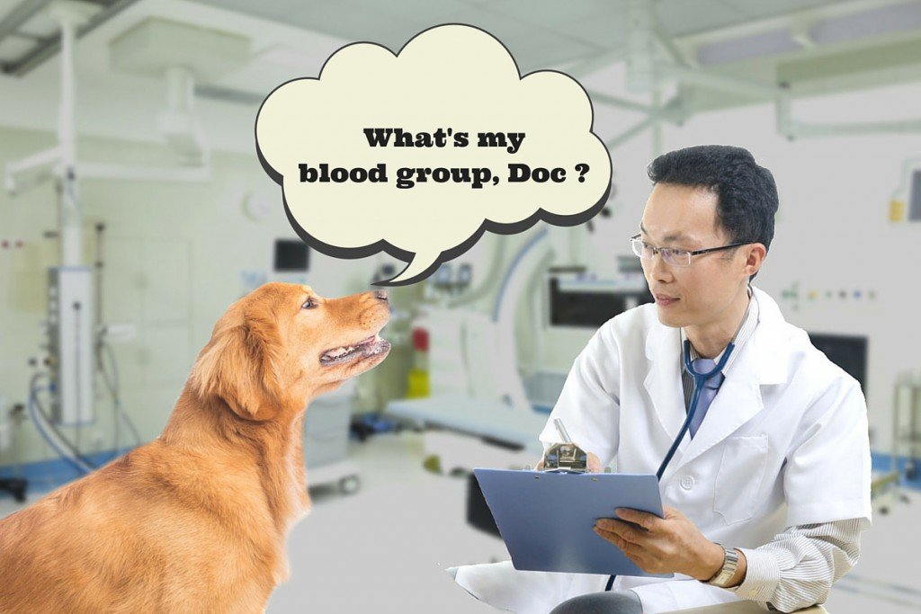 In Case of A Mishap, Can Your Pet's Blood Be Donated To Another Animal?