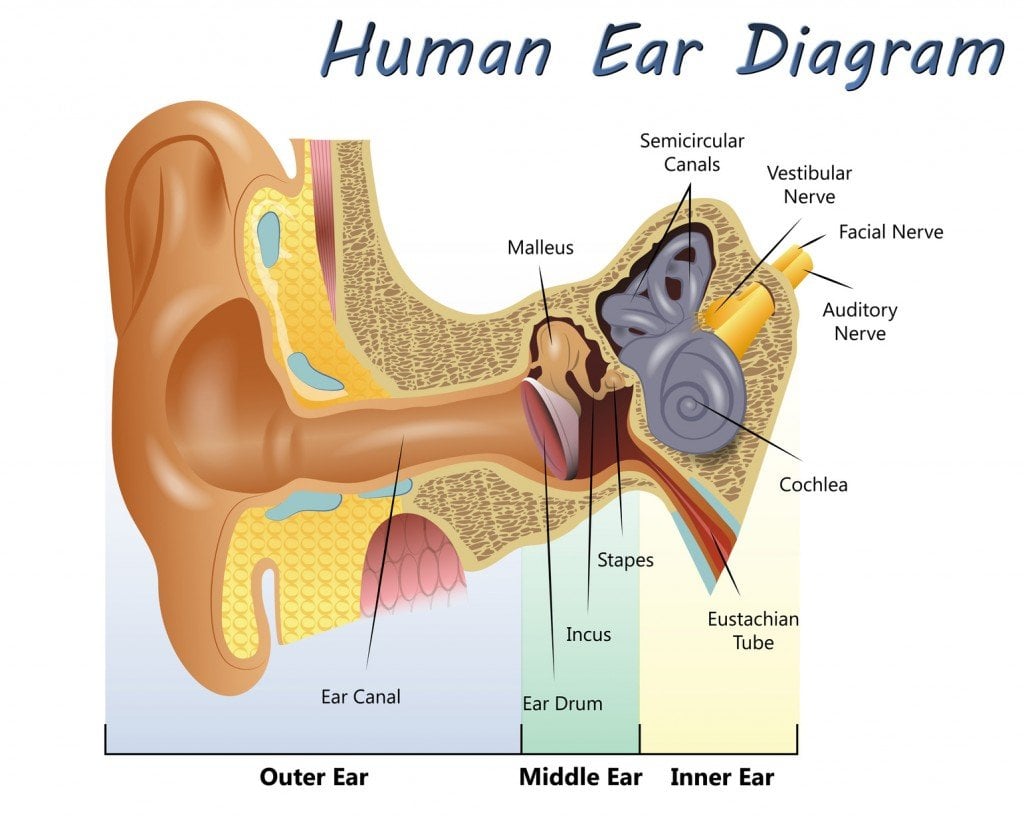 Why Do You Go Deaf When You Yawn? » Science ABC