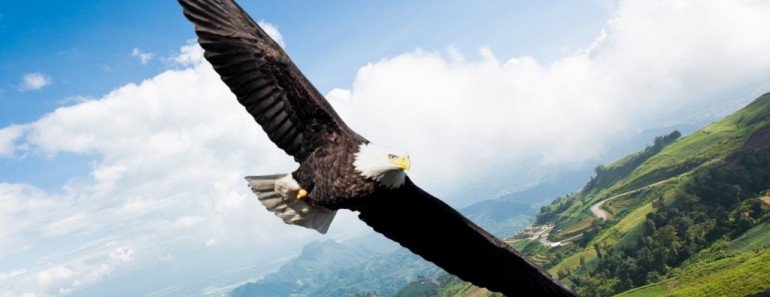 Eagle navigating fly