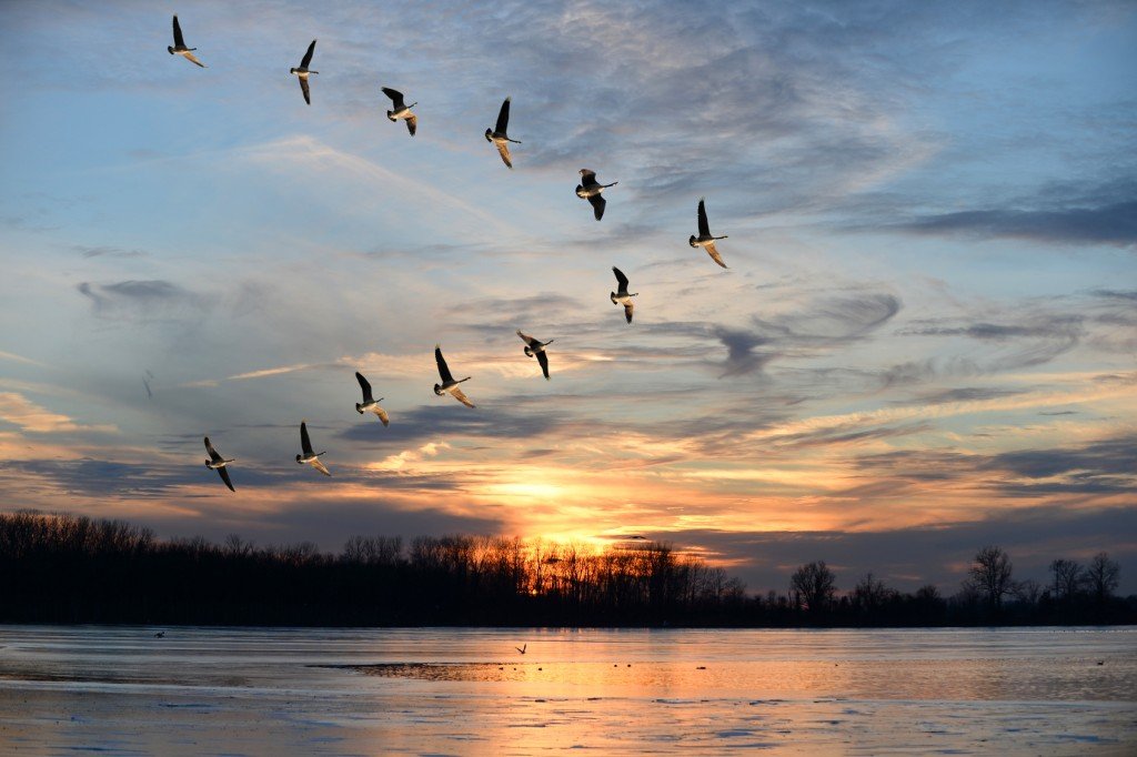How Do Migratory Birds Find Their Way?