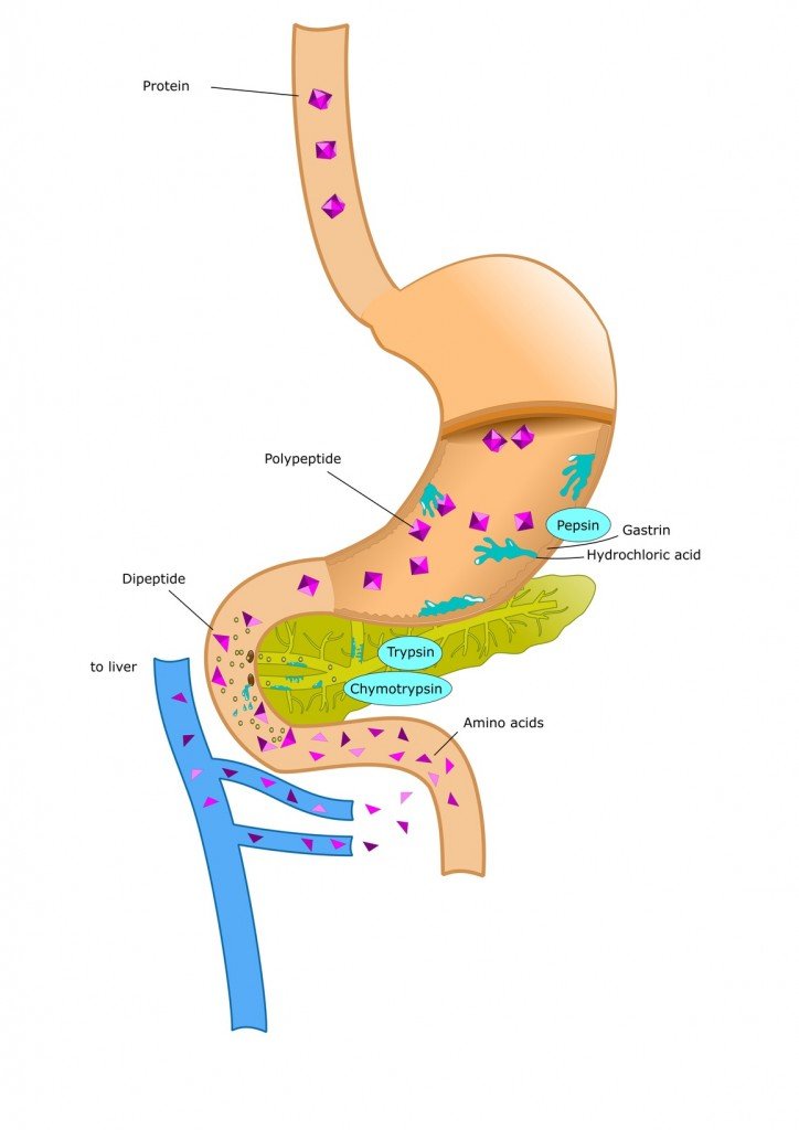 Sistema Digestivo Simples (Crédito da Foto: ellepigrafica 'Fotolia)