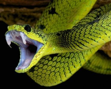 Snake venom